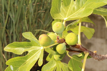 Fototapeta premium Green raw figs on the fig tree which are known as 