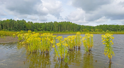 The shore of a lake under a cloudy sky in spring