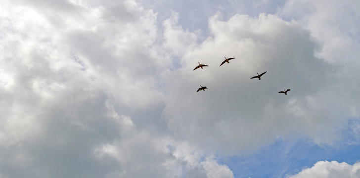 Geese flying in a cloudy sky in spring