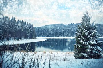 forest in the winter