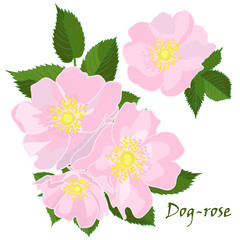 Set of flowers dog-rose with leafs in realistic hand-drawn style