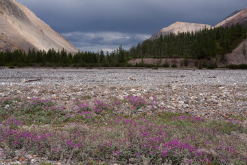 Flower meadow in the river bed. Omulevka River. Magadan Region. Russia.