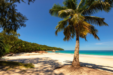 Naklejka na ściany i meble Palm tree on Anse Lazio beach at Praslin island, Seychelles