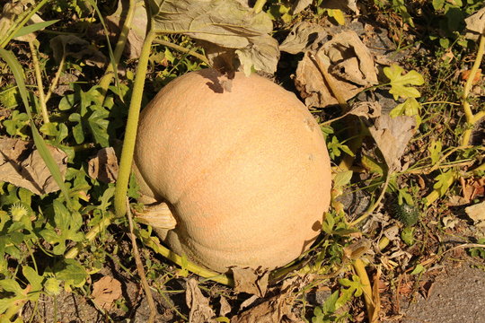 "Winter squash" growing on the vegetable patch in Innsbruck, Austria. Its scientific name is Cucurbita Maxima.