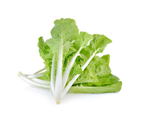 Fresh green lettuce  on  white  background