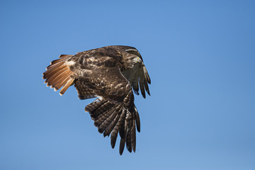 Red-tailed hawk (Buteo jamaicensis)