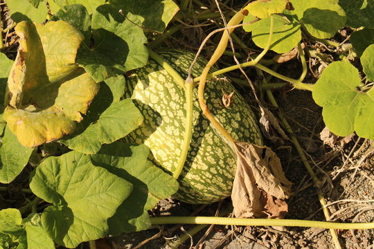 "Malabar Gourd"  (or Fig Leaf Gourd, Chilacayote, Seven Year Melon, Asian Pumpkin, Pie Melon) growing on the vegetable patch in Innsbruck, Austria. Its scientific name is Cucurbita Ficifolia.