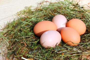 bioeier im nest