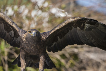  Golden eagle (Aquila chrysaetos)