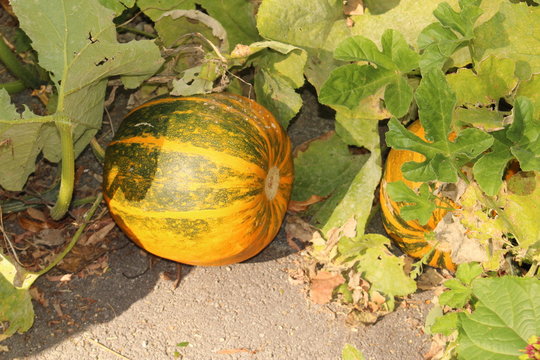 "Winter squash" growing on the vegetable patch in Innsbruck, Austria. Its scientific name is Cucurbita Pepo Var. Styriaca.