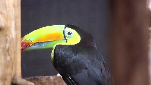 Keel-Billed Toucan Back View