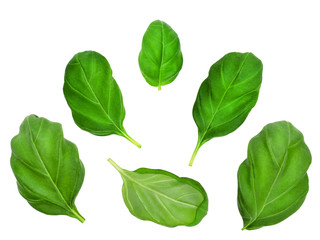 Fototapeta premium Set of basil leaves isolated on white background. Design element for product label, catalog print, web use.