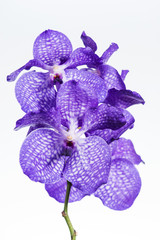 Vanda orchid close-up , isolated on white