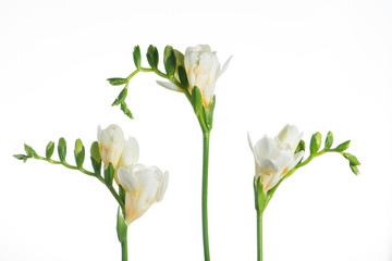 Beautiful white freesia flower close-up, isolated on white