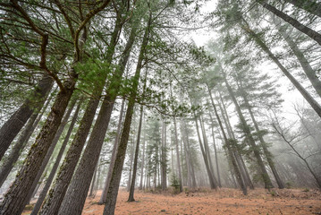 Fototapeta na wymiar Tall pines and spruce on a foggy November morning - pines surrounded in fog in a woods by a beach early autumn morning