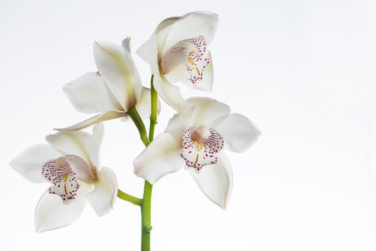 Fototapeta white сymbidium orchid close-up, isolated on white