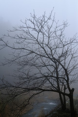 霧中の木立