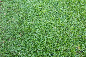grass