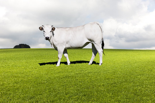 Weisse Kuh auf der Weide