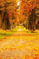Fototapety  Herbstliche Allee