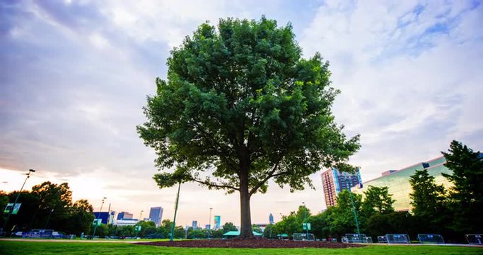 Tree in the City Time Lapse. a time lapse shot of a tree in downtown Atlanta while the sunsets. tree is in the center of the image.
