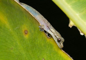 Lizard - Hemiphyllodactylus typus © mktuteja