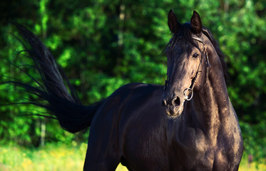 portrait of breed black stallion