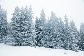 Fir trees covered with snow