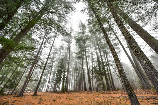 Tall pines and spruce on a foggy November morning - pines surrounded in fog in a woods by a beach early autumn morning