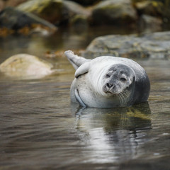 Naklejka premium Harbor Seal