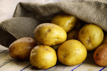 the harvest of potatoes