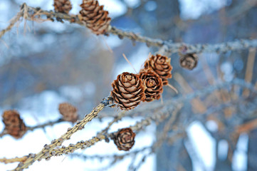 Pigne attaccate al ramo.