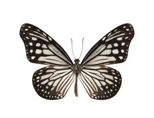 Black and White Butterfly isolated on white background