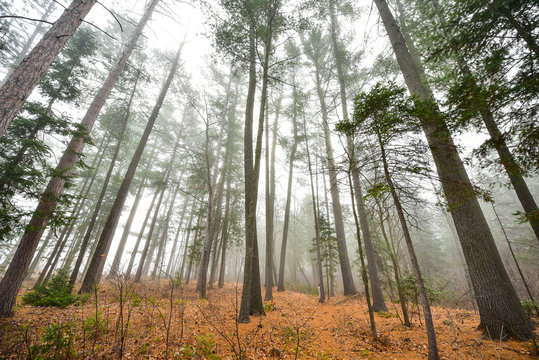 Tall pines and spruce on a foggy November morning - pines surrounded in fog in a woods by a beach early autumn morning