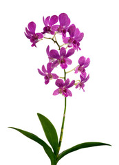 Obraz na płótnie Canvas Purple (Violet) orchid on white