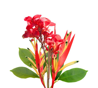 Red Bird Of Paradise Isolated On White Background