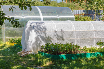 Greenhouse, cold frame and  seedbed. Vegetables growing  in the vegetable  garden. Household plot. Dacha.