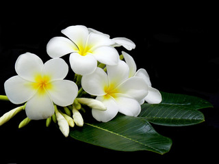 Fototapeta na wymiar Special white flower in spa 