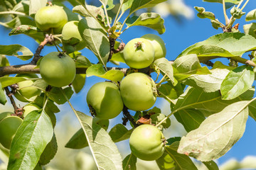 Little green apples on the tree in the  garden. Household plot. Dacha.