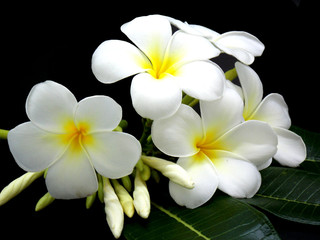 Obraz na płótnie Canvas Special white flower in spa 