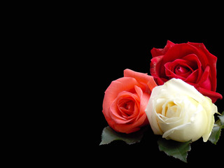 Roses background 