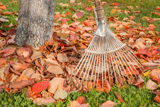 Leaf rake and leaves stack