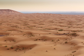 Camel caravan going through the sand dunes in the Sahara Desert,