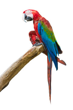  Colourful parrot isolated on white