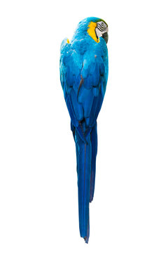 Fototapeta back view of Colourful parrot isolated on white