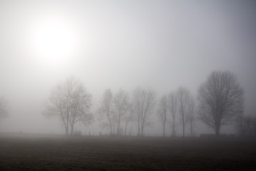 Obraz na płótnie Canvas Bäume im Nebel, Sonne