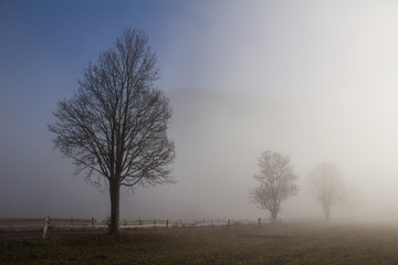 Straße und Bäume im Nebel