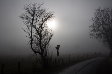 Feld im Nebel, düster