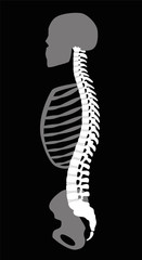 Upper body skeleton with backbone, cranial bone, ribs and pelvis - side view. Illustration on black background.