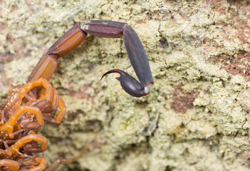 scorpion tail